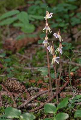 Epipogium aphyllum 