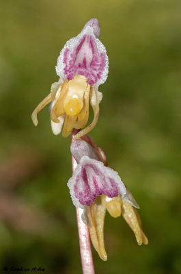 Epipogium aphyllum 