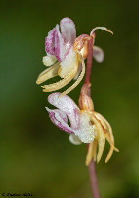 Epipogium aphyllum 