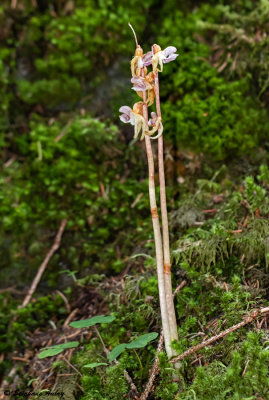 Epipogium aphyllum 