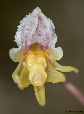 Epipogium aphyllum 
