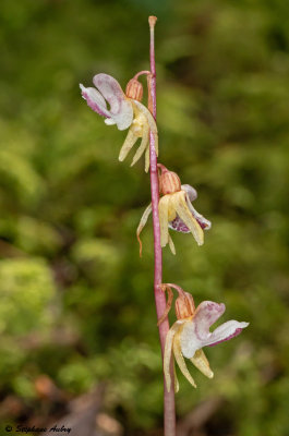 Epipogium aphyllum 