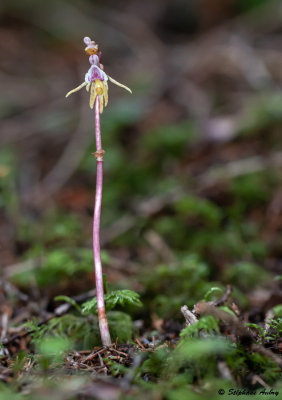 Epipogium aphyllum 