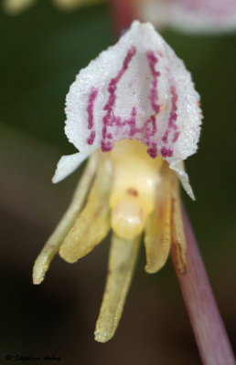 Epipogium aphyllum 
