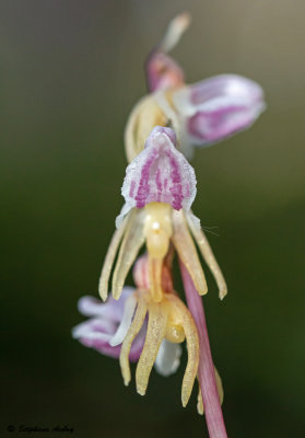 Epipogium aphyllum 