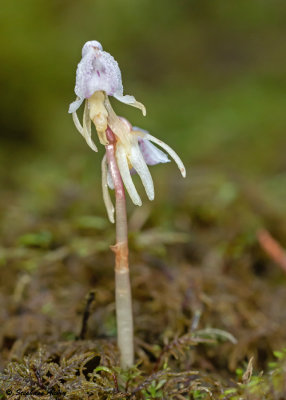 Epipogium aphyllum 