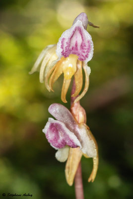Epipogium aphyllum 