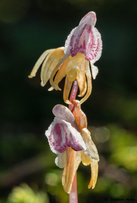 Epipogium aphyllum 