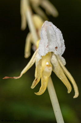 Epipogium aphyllum f. pallidum