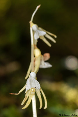 Epipogium aphyllum f. pallidum