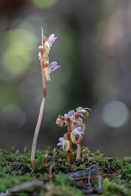 Epipogium aphyllum 