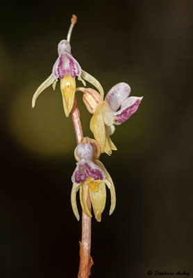 Epipogium aphyllum 