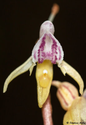 Epipogium aphyllum 