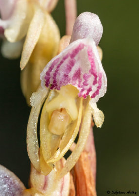 Epipogium aphyllum 