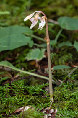 Epipogium aphyllum 