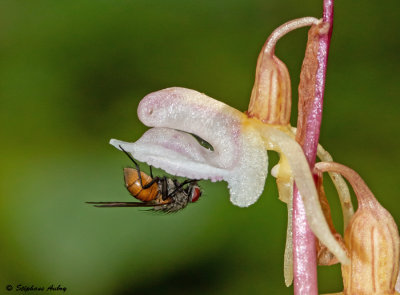 Epipogium aphyllum 
