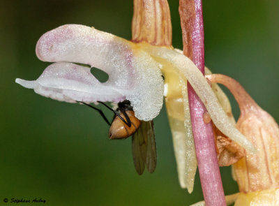 Epipogium aphyllum 