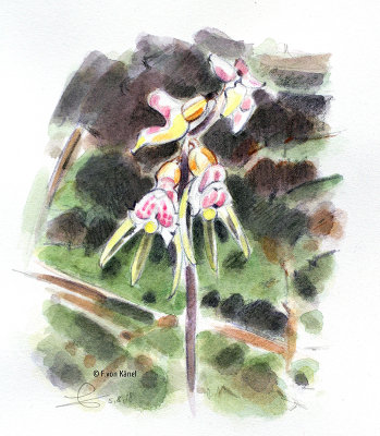 Epipogium aphyllum