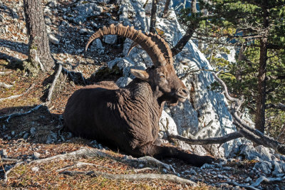 Bouquetin des Alpes, Capra ibex