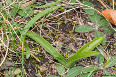Anacamptis pyramidalis subsp. pyramidalis