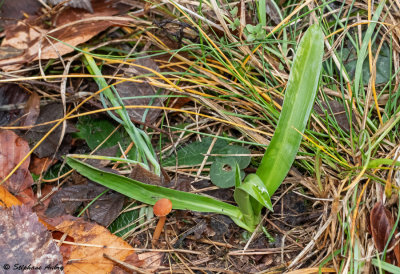 Anacamptis pyramidalis subsp. pyramidalis