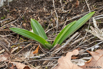 Anacamptis pyramidalis subsp. pyramidalis