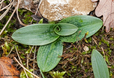 Ophrys fuciflora