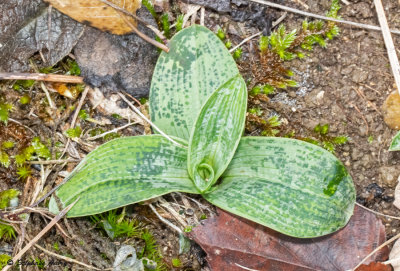 Ophrys fuciflora