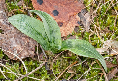 Ophrys fuciflora