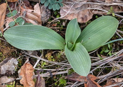 Ophrys fuciflora