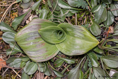 Himantoglossum hircinum