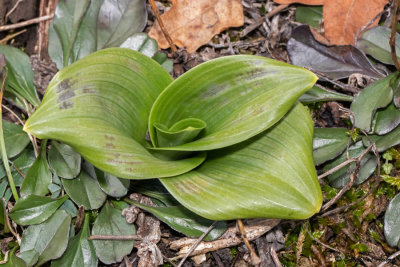 Himantoglossum hircinum