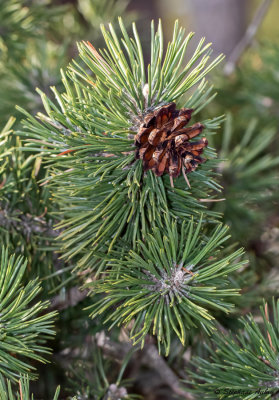 Pinus mugo subsp. uncinata