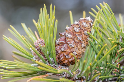 Pinus mugo subsp. uncinata