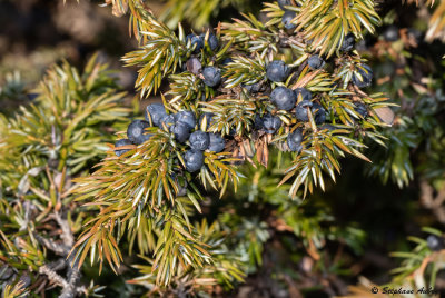 Juniperus communis