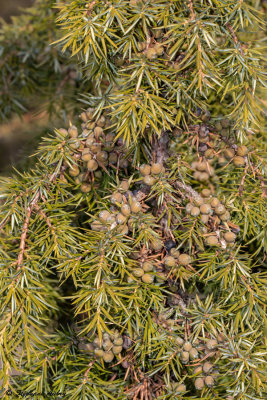 Juniperus communis