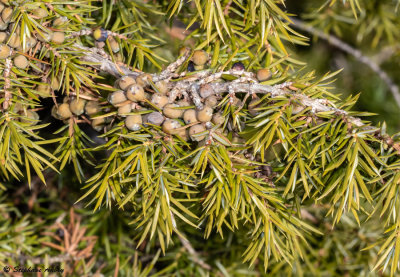 Juniperus communis