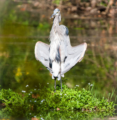 Blue Herron
