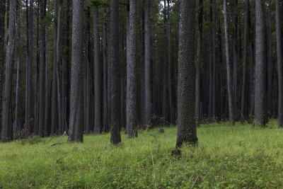 Cypress Hills, Saskatchewan