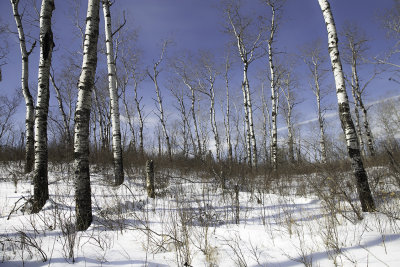 Nesbit Forest, Saskatchewan, March 2018