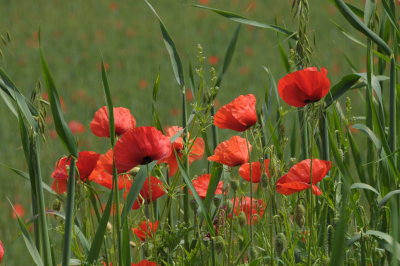 Papaveri - Poppies 2017