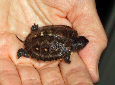 Box Turtle hatchling