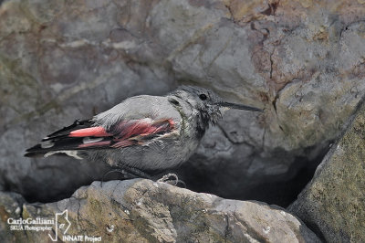 Picchio muraiolo -Wallcreeper(Tichodroma muraria)