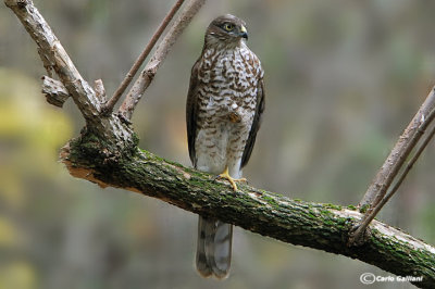 Sparviere- Eurasian Sparrowhawk (Accipiter nisus