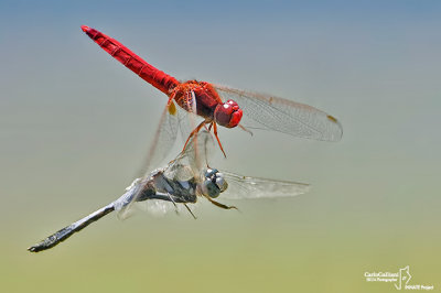 Orthetrum albyistylum -Crocothemis erythraea