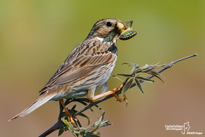 Strillozzo- Corn Bunting (Emberiza calandra)