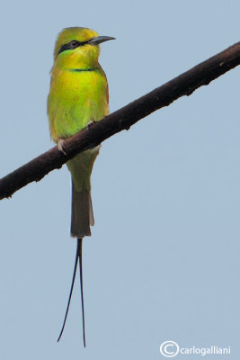 Gruccione verde minore - Green Bee-eater (Merops orientalis)