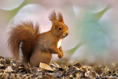 Scoiattolo rosso - Red squirrel -  (Sciurus vulgaris)