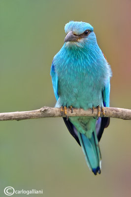 Ghiandaia marina-European Roller (Coracias garrulus)