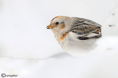 Zigolo delle nevi -Snow Bunting (Plectrophenax nivalis)